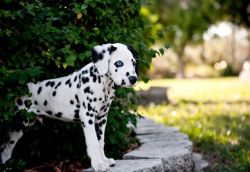 Healthy Home raised Dalmatian puppies