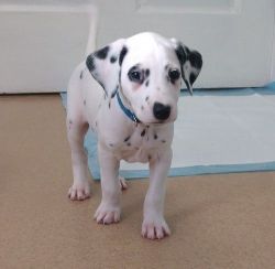 Adorable Dalmatian puppies For Sale.