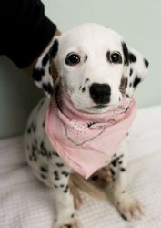 AKC Reg Dalmatian Puppies For Sale