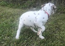 Wonderful Dalmatian Available for sale