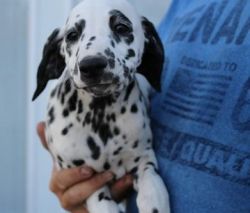 Affectionate Dalmatian puppies available now