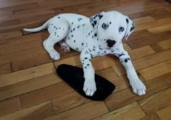 Dalmatian puppies for sale (xxx) xxx-xxx1‬