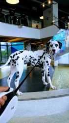 Beautiful Dalmatian looking for a new home