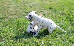 Adorable Dalmatian Puppies for sale.
