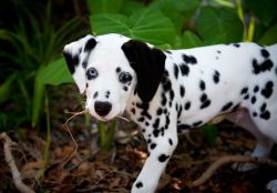 AKC reg. Dalmatian Puppies available