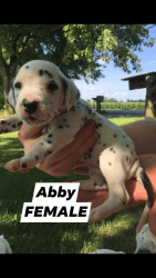 Full Blooded Female Dalmatian Puppies