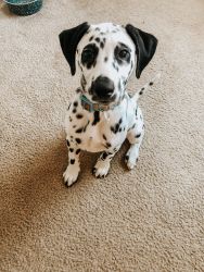 Dalmatian Male Puppy