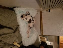 3 month old dalmation puppy