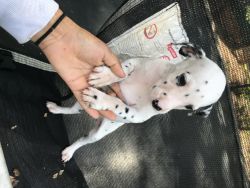 5 Dalmatian Puppies