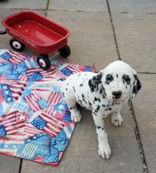 Socialized Dalmatian Puppies For Sale.