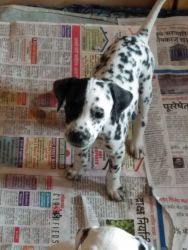 Sell dalmation puppies