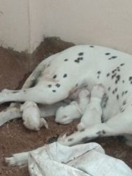 Dalmation female with puppies