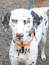 1.75 year old female Dalmatian for Sale