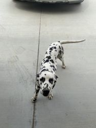 6-7 months old Dalmatian puppies. One girl One boy both healthy.