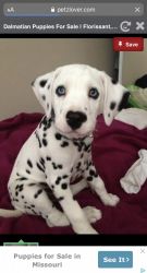 Looking for a Dalmatian