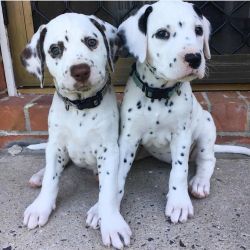 Male and female Dalmatian puppies ready for new homes now