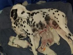 1 akc/ CKC register eligible Dalmation pups