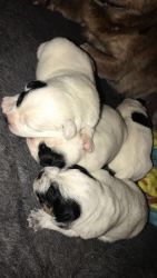 Dalmatian and Red heeler mix for sale