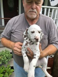 Dalmatian Puppies for sale