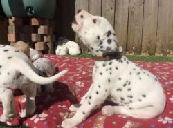 Dalmatian puppies now ready for sale