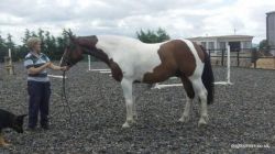 Danish Warmblood Horses for sale