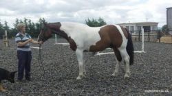 Danish Warmblood Horses for sale in Laurel