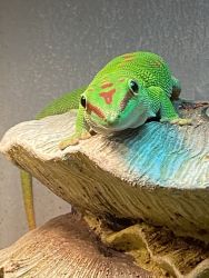 Day gecko for sale