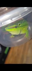 Giant day gecko for sale