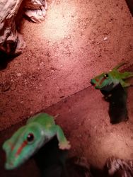 Two male Day Gecko's