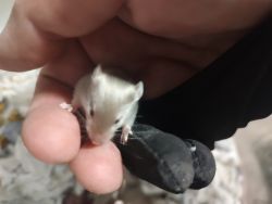 Satin Siamese Mice
