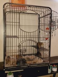 Degu's with complete set up