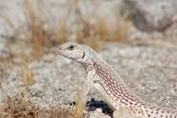 Friendly, Calm Desert Iguana Needs a home