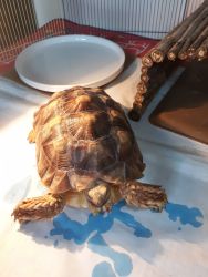 Sulcata Tortoise 3 years old sex unknown very healthy