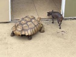 Giant Sulcatta Tortoise (70lbs) for sale