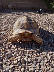 Male Desert Tortoise: Spike