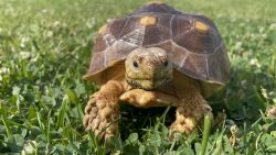 African spurred tortoise (female)