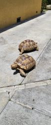 Bolio & Tamra Tortoises