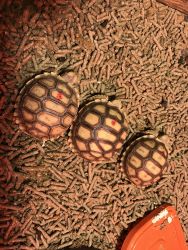 Male and female sulcata tortoises $150 a pair