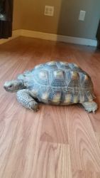 ca, desert tortoise needs new home