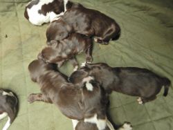 Drahthaar Puppies (German Wirehaired Pointers)