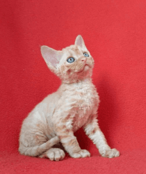 NEW!!!! Elite Devon Rex kitten from Europe with excellent pedigree. fe