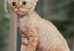 Devon Rex Kittens Ready for New Homes.