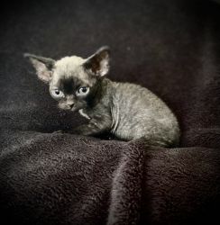 Devon Rex Kittens available