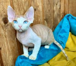 Devon Rex kitten with blue eyes TICA registered
