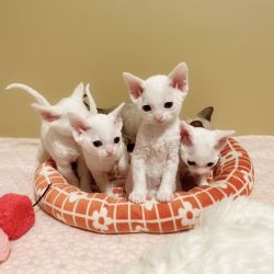 Devon Rex Kittens ON SALE for the Holidays
