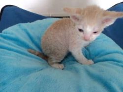 Cfa Devon Rex Kittens for sale