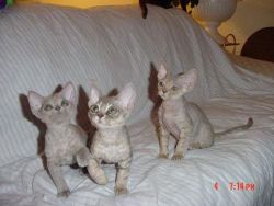 Devon Rex Kittens for Sale