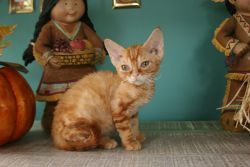 Male Devon Rex Kitten for sale
