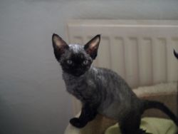 4 Devon Rex Kittens For Sale
