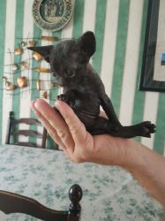 Devon Rex Kittens For Sale